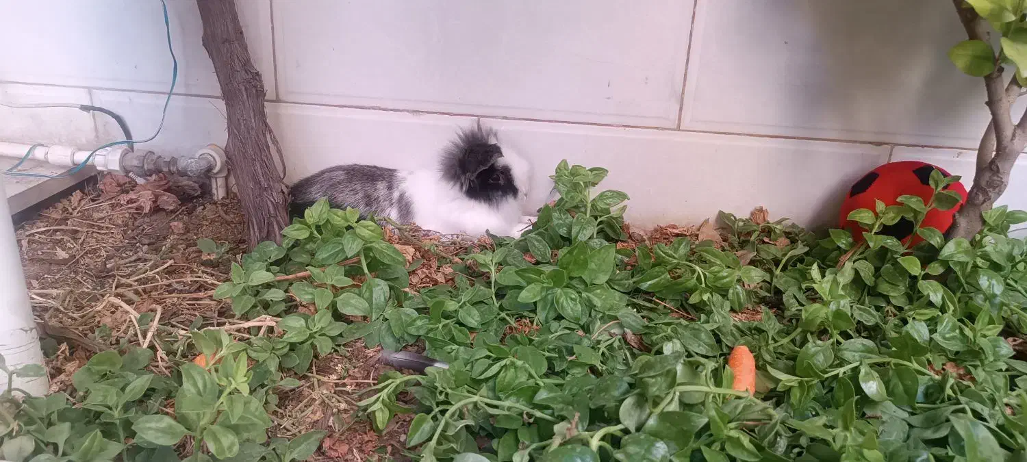 خرگوش لوپ|موش و خرگوش|آبیک, |دیوار