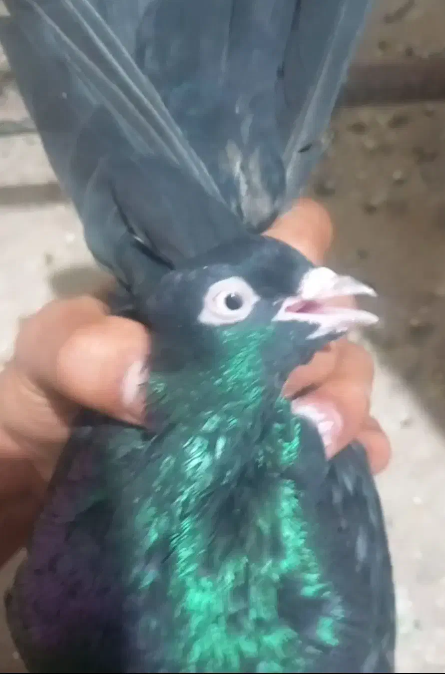 زاغ|پرنده|اراک, |دیوار