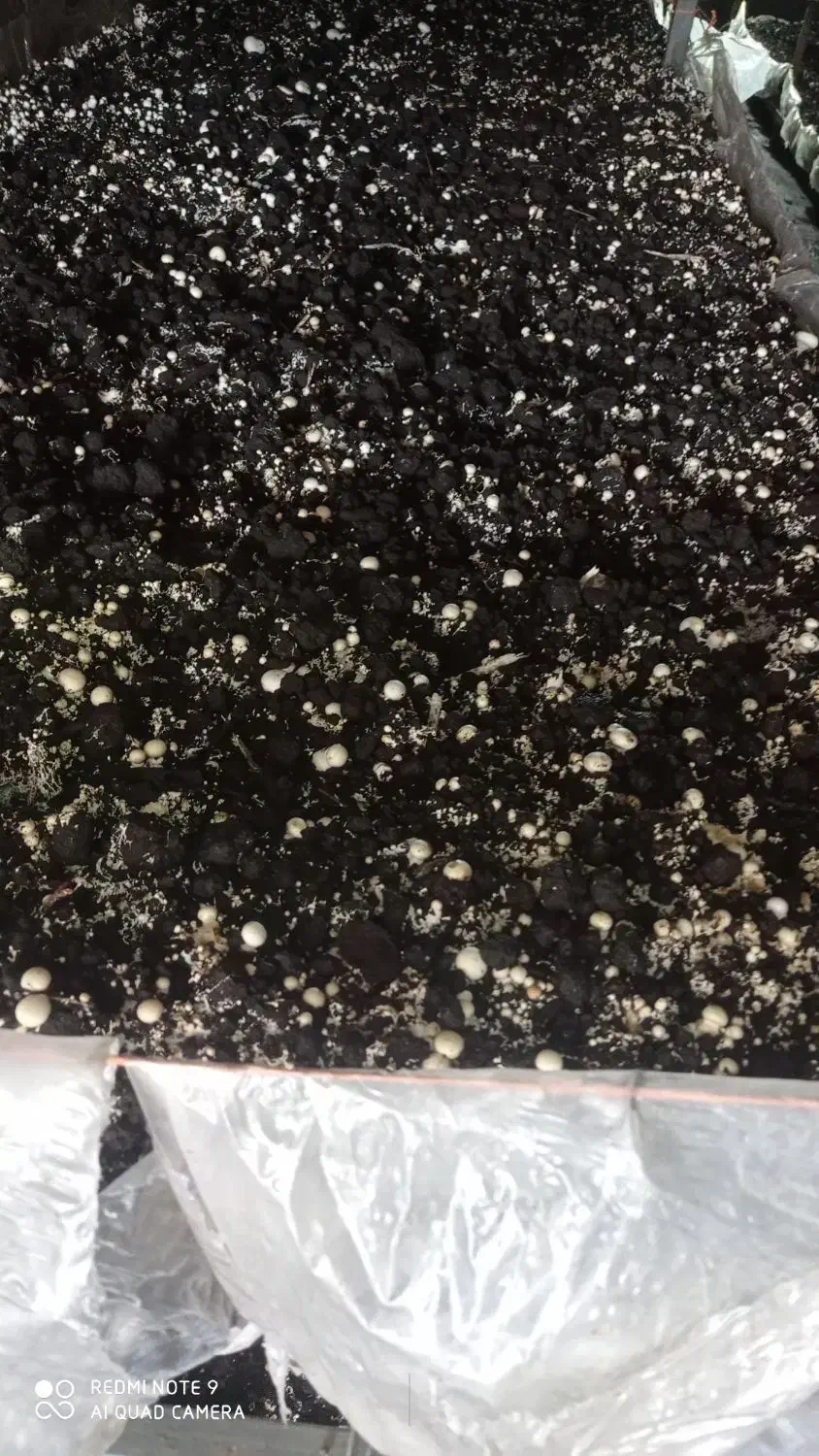 کمپوست مصرف شده قارچ|خدمات باغبانی و درختکاری|دزفول, |دیوار