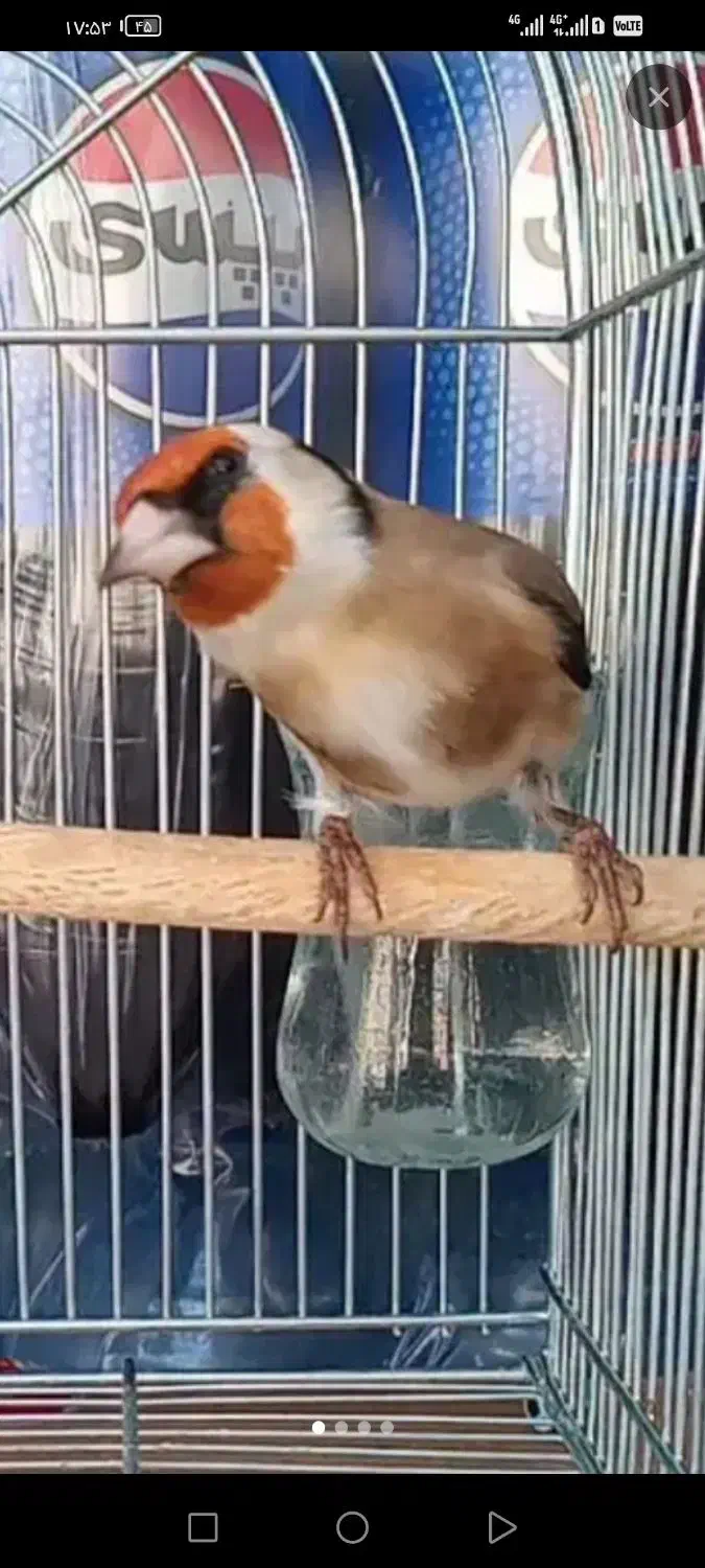 سهره سرسیاه|پرنده|شیراز, پودنک|دیوار