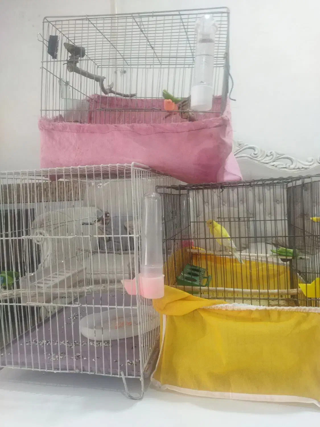 سهرهگمشده|حیوانات|اندیمشک, |دیوار