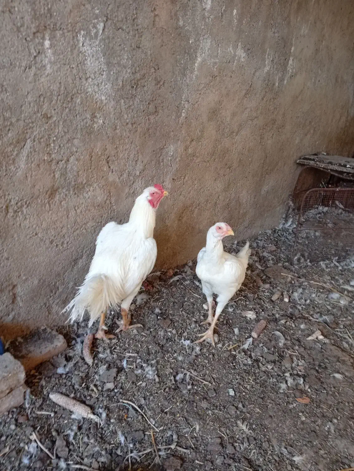 مرغ و خروس لاری|حیوانات مزرعه|آبیک, |دیوار