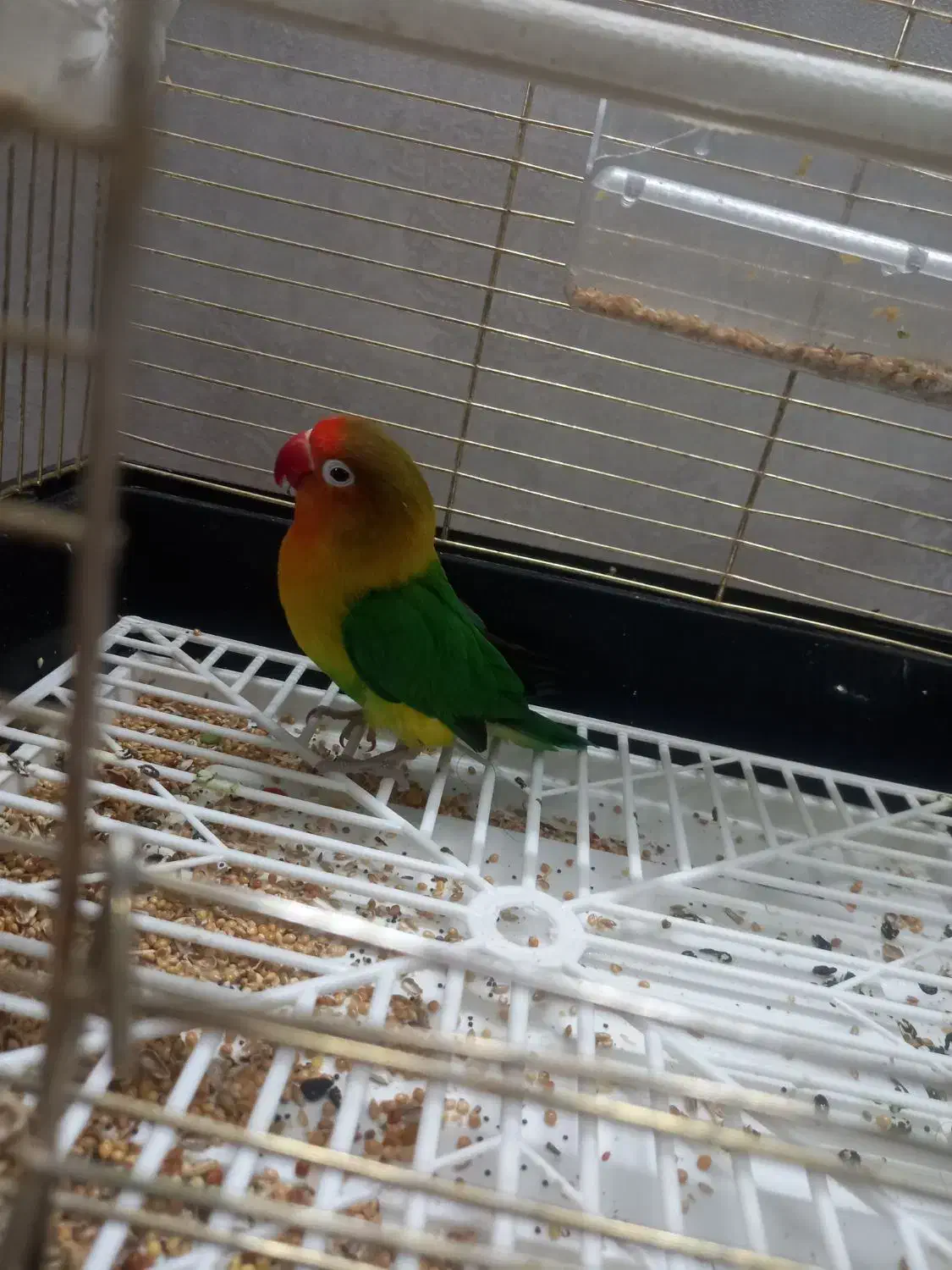 برزیلی فیشر|پرنده|زنجان, |دیوار