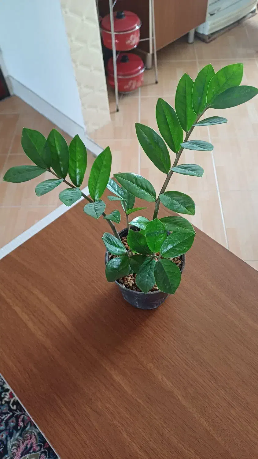 تکثیر گل زاموفیلیا|گل و گیاه طبیعی|شیروان (خراسان), |دیوار