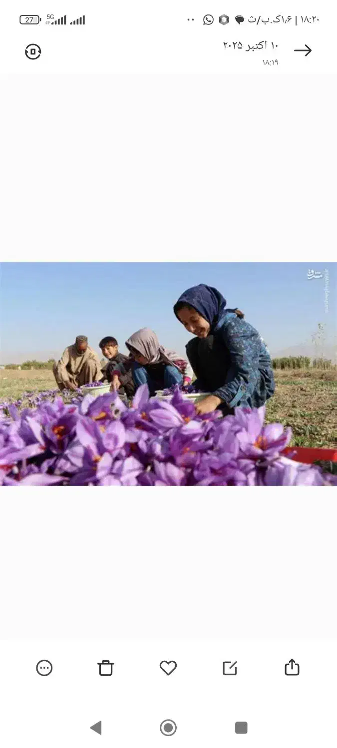 کارگر زعفران|خدمات باغبانی و درختکاری|زاوه, |دیوار