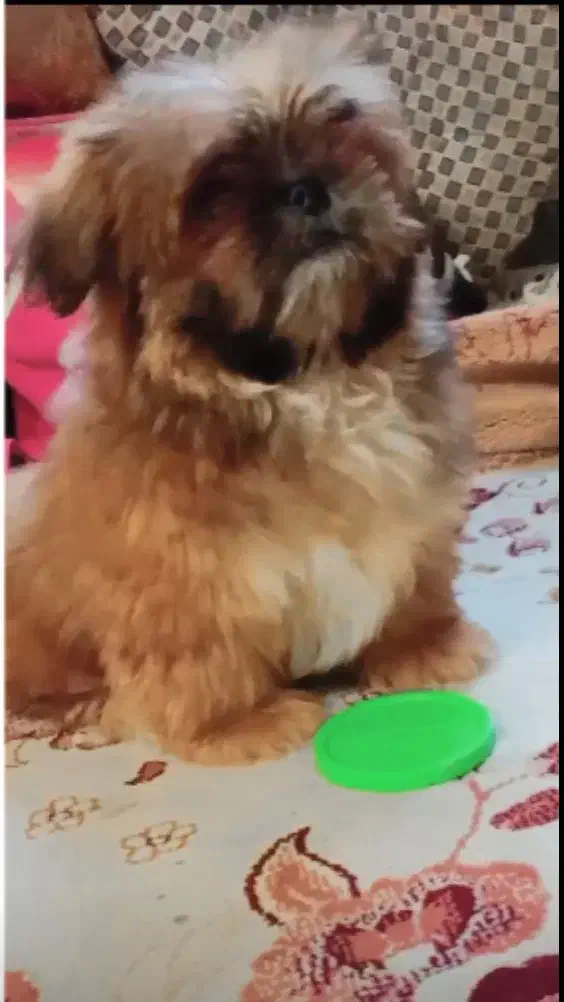 سگ شیتزو عروسکی|سگ|گنبد کاووس, |دیوار