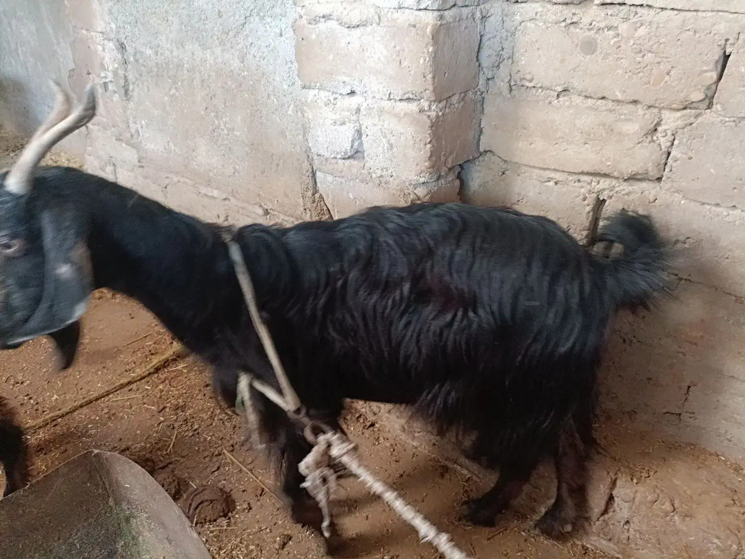 بز با کره نر|حیوانات مزرعه|آبپخش, |دیوار