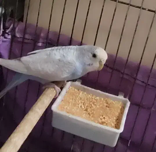 مرغ عشق نر|پرنده|مرودشت, شهرک مهدیه|دیوار