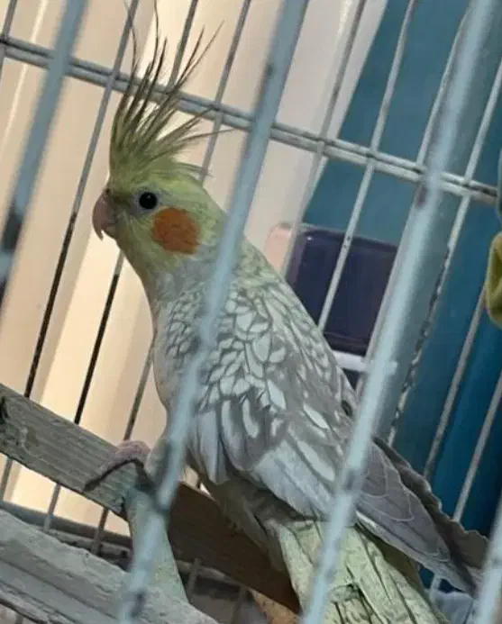 عروس هلندی و مرغ عشق فنچ|پرنده|قوچان, |دیوار