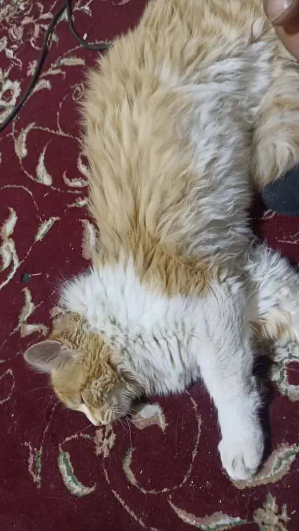 گربه|گربه|سمیرم, |دیوار