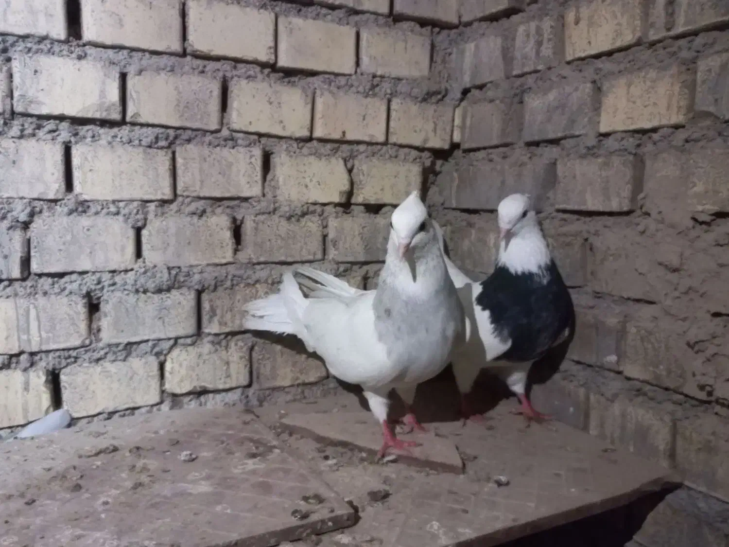 طوقی،،|پرنده|خرمشهر, |دیوار