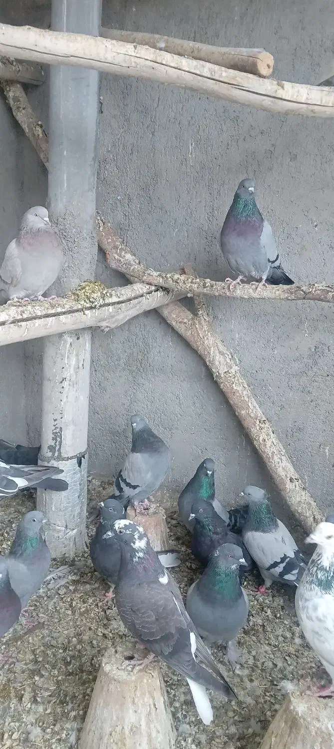 کبوترپرپریده آسمانی|پرنده|فرخ‌شهر, |دیوار