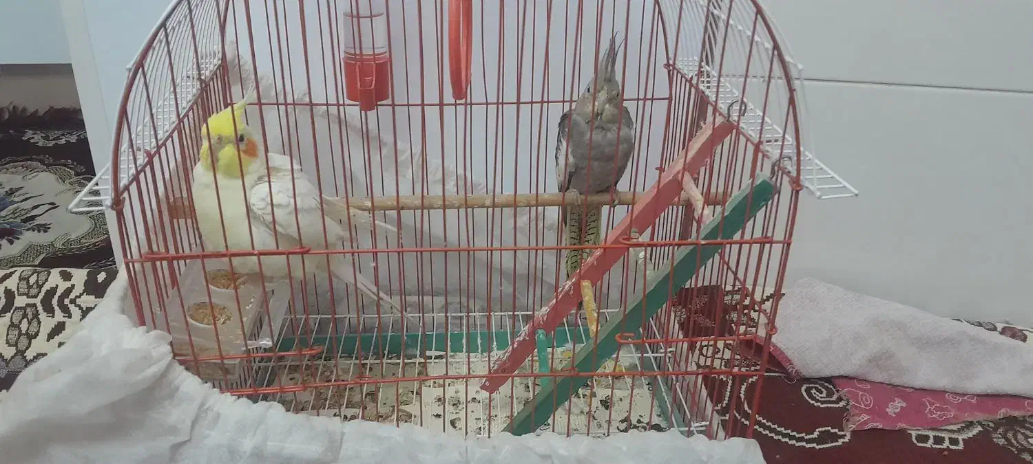 عروس هلندی نرو ماده|پرنده|اردبیل, |دیوار