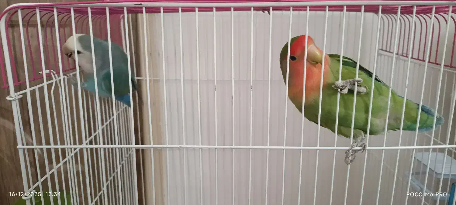 یک جفت طوطی برزیلی|پرنده|تهران, ارامنه|دیوار