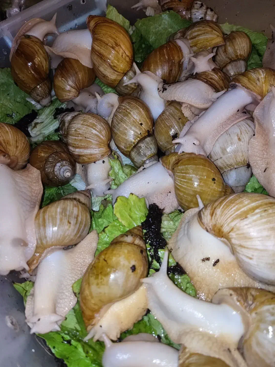 حلزون اچاتینا|خزنده|تهران, فلاح|دیوار