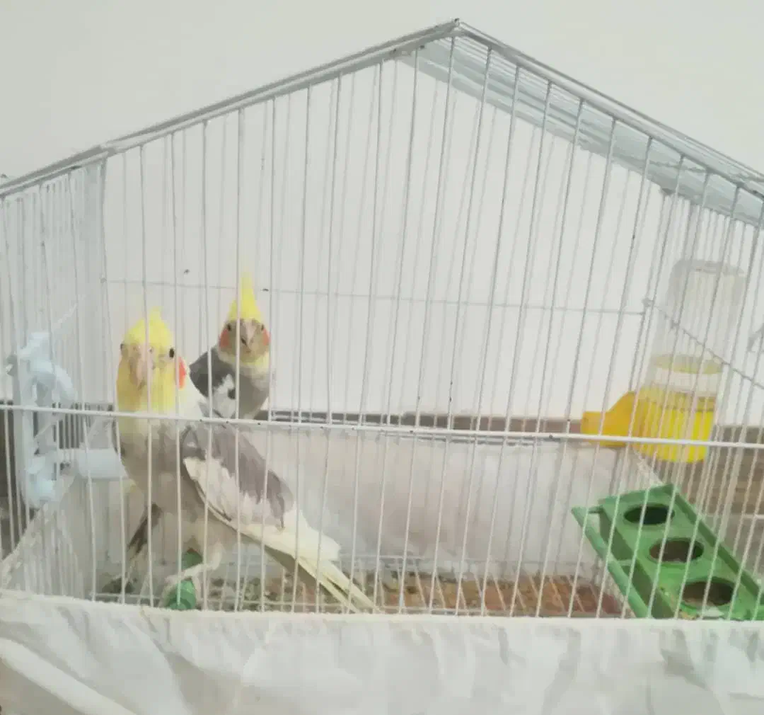 ۸تا عروس هلندی بالغ یکجا واگذار میشود|پرنده|تنکابن, |دیوار