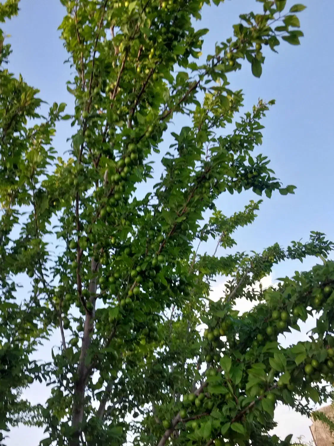 زمین مناسب گلخانه|فروش دفتر صنعتی، کشاورزی، تجاری|اراک, |دیوار