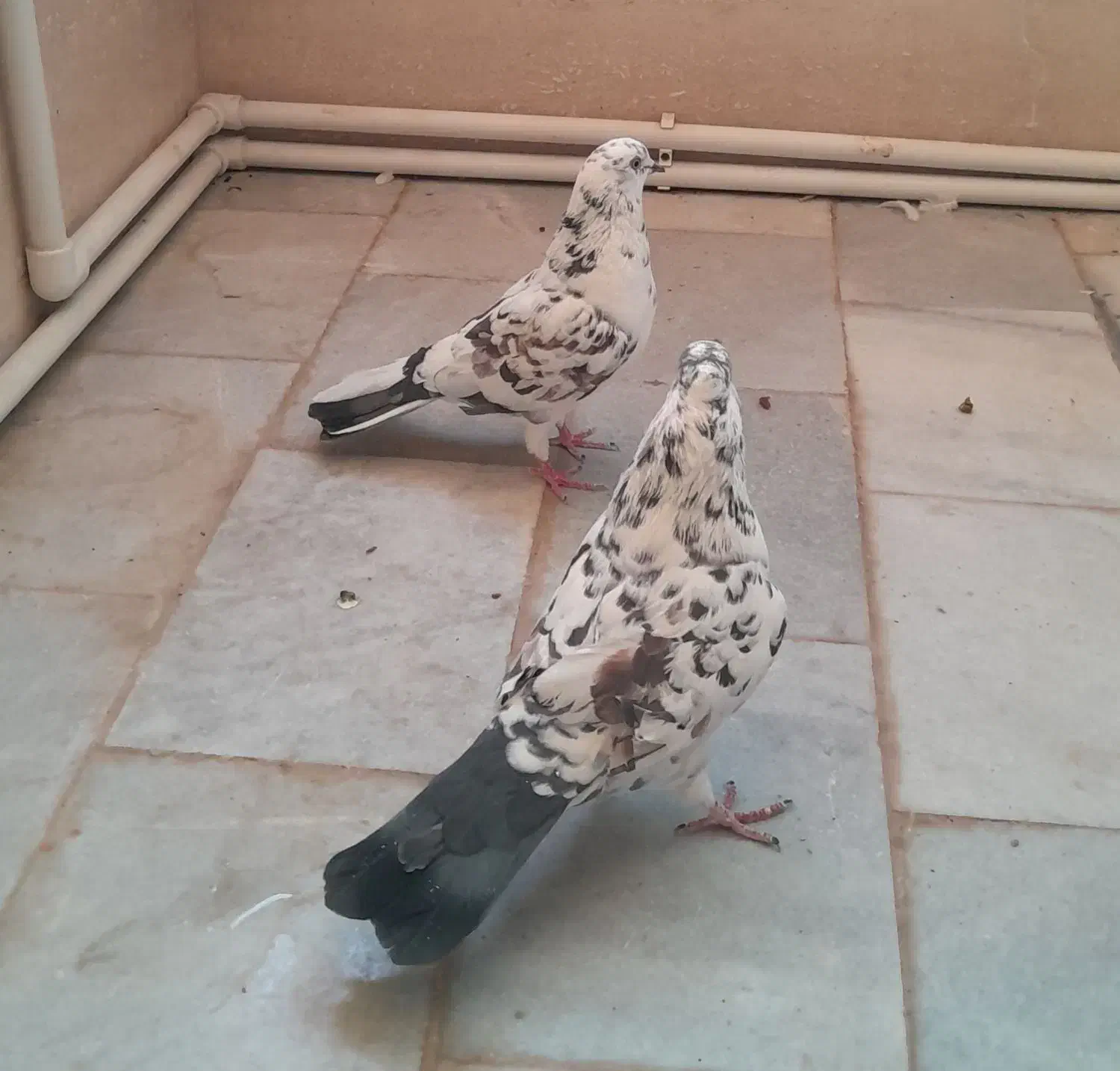 کبوتر ( کفتر پرشی)|پرنده|یزد, |دیوار