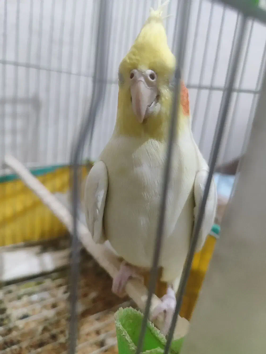 عروس هلندی|پرنده|سیرجان, |دیوار