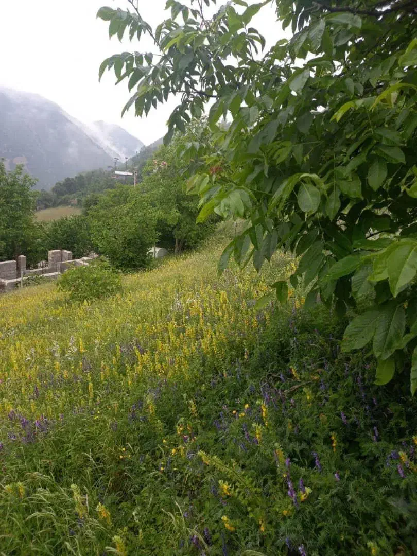 زمین|فروش زمین و ملک کلنگی|دالخانی, |دیوار