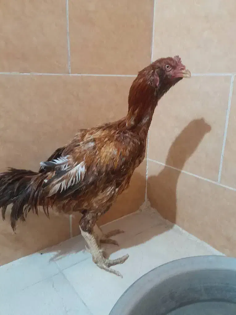 خروس لاری|حیوانات مزرعه|رامشیر, |دیوار