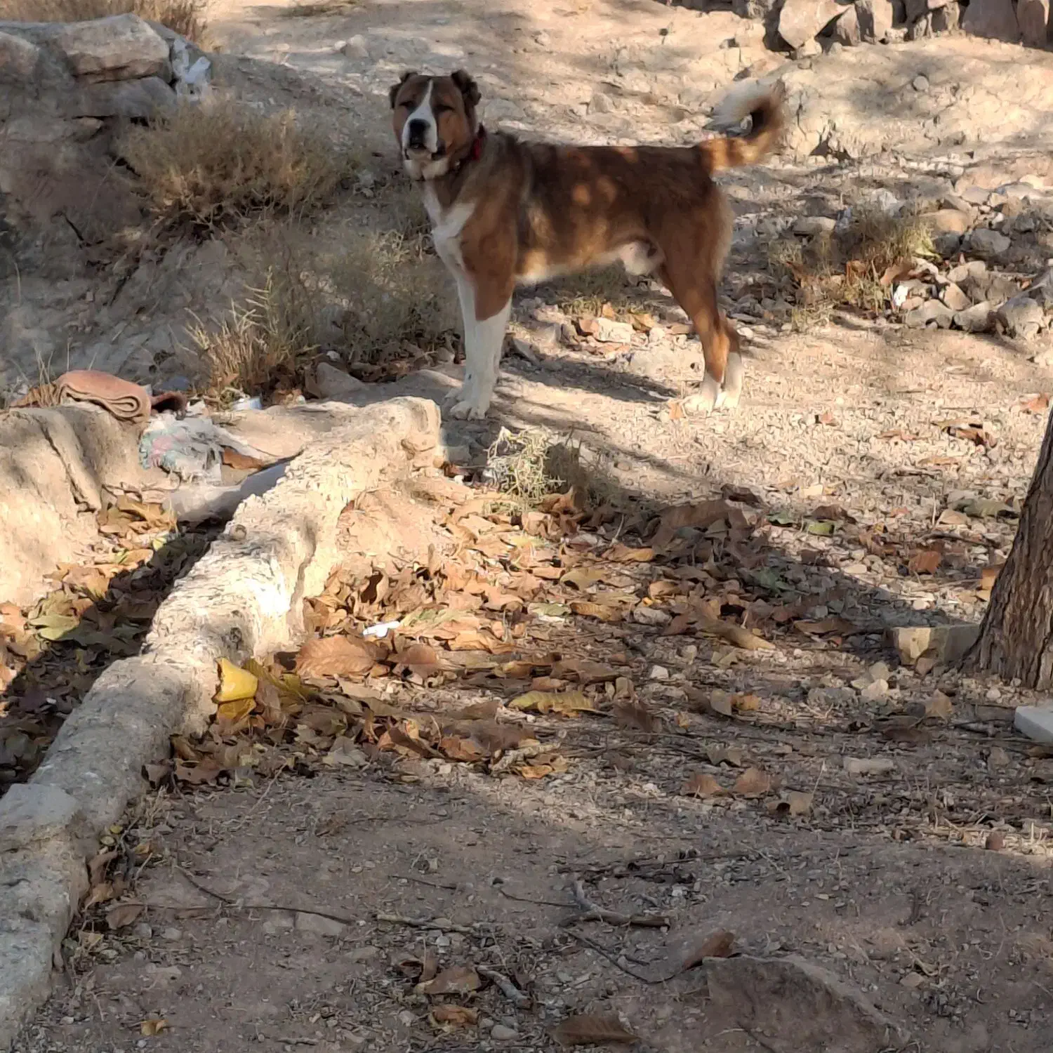 سگ گله ای|سگ|دلیجان, |دیوار