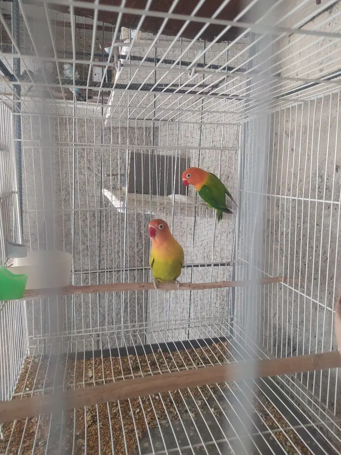 کوتوله|پرنده|سراوان, |دیوار