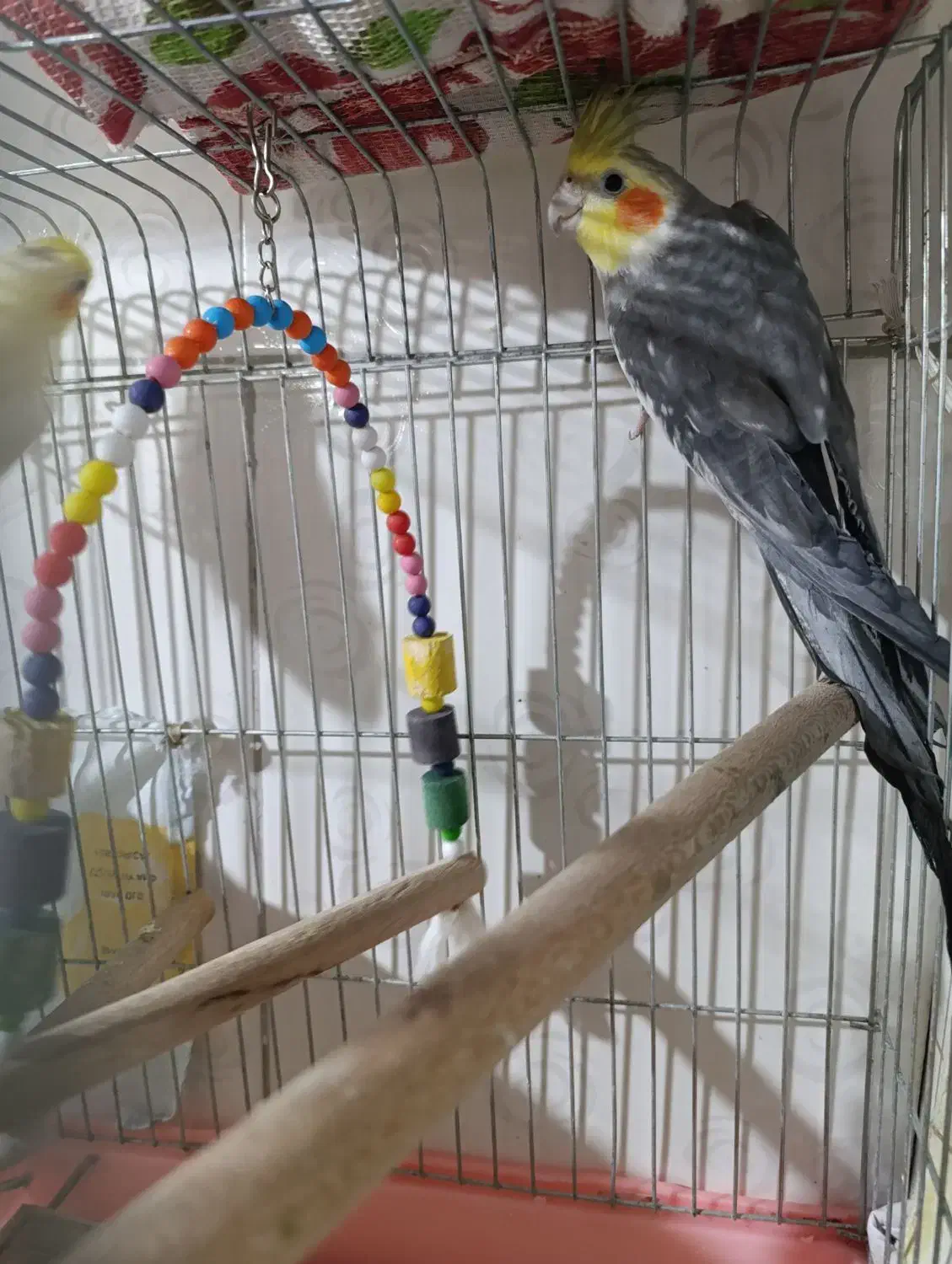 ی عددعروس هلندی به فروش میرسد|پرنده|پاکدشت, پاکدشت (مامازند)|دیوار