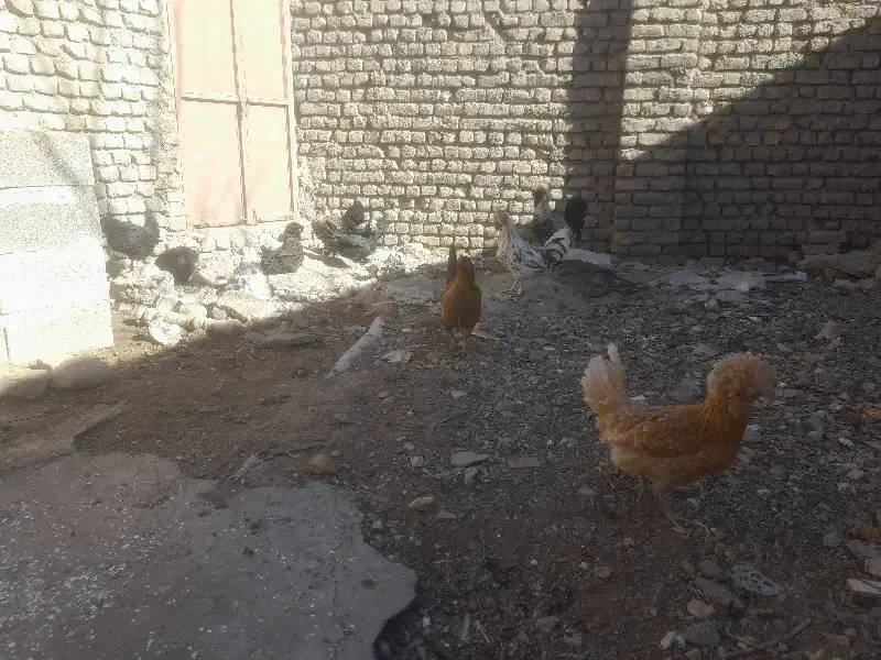 مرغ وخروس تزیئینی|حیوانات مزرعه|تربتحیدریه, طالقانی|دیوار