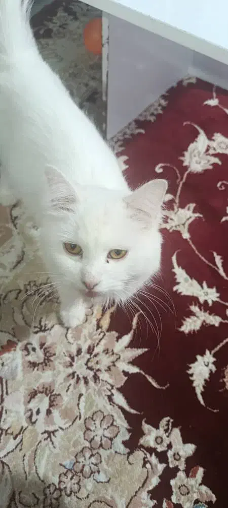 اسکاتیش وپرشین قیمت مناسب|گربه|کرمان, |دیوار