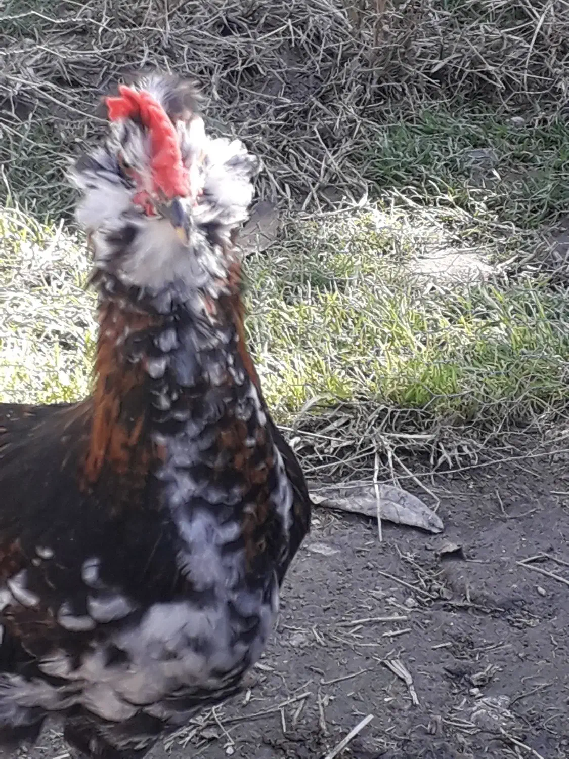 نیمچه گلین ،فول ریش و کاکل|حیوانات مزرعه|گرگان, |دیوار