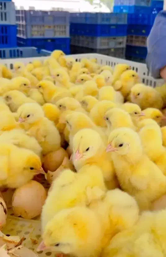 جوجه گوشتی راس صادراتی|حیوانات مزرعه|تهران, بازار|دیوار