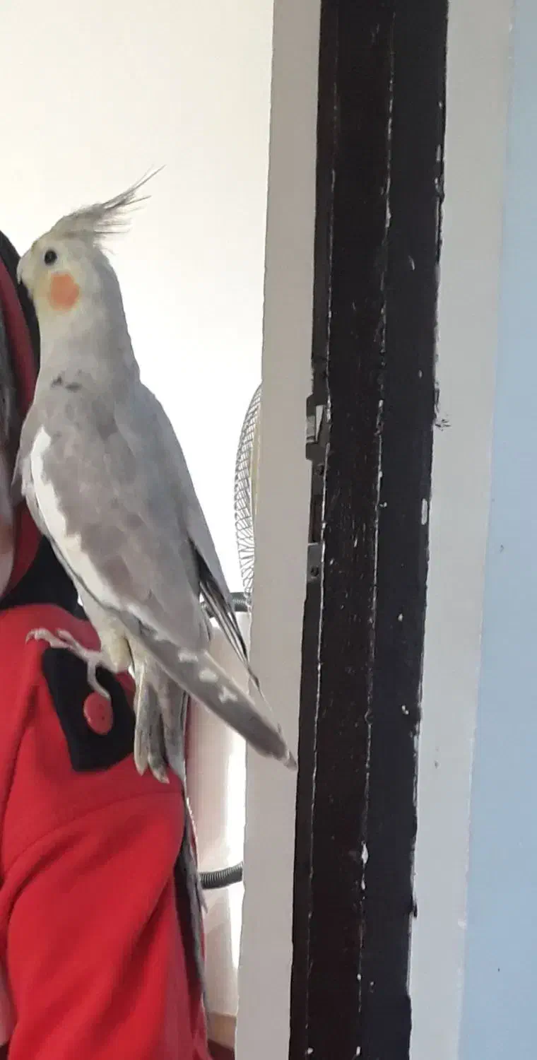 طوطی عروس گم شده مژدگانی ۱۵۰۰ داده می‌شود|حیوانات|رشت, شهرک صبا|دیوار