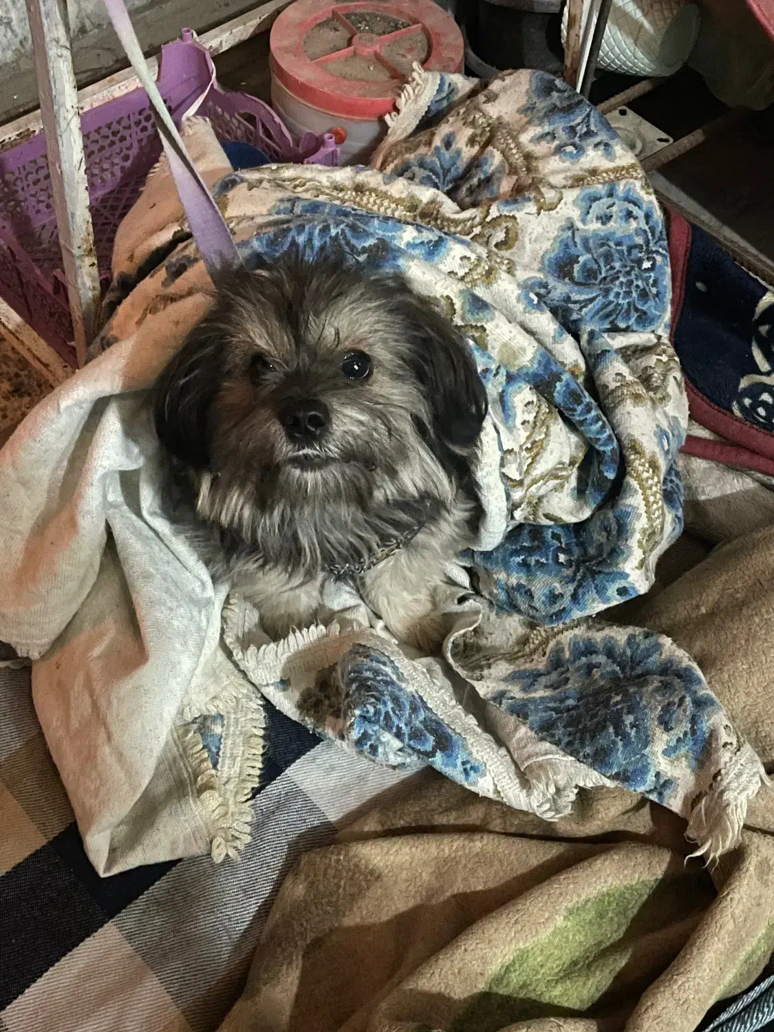 سگ شیتزو|سگ|گلستان (تهران), |دیوار