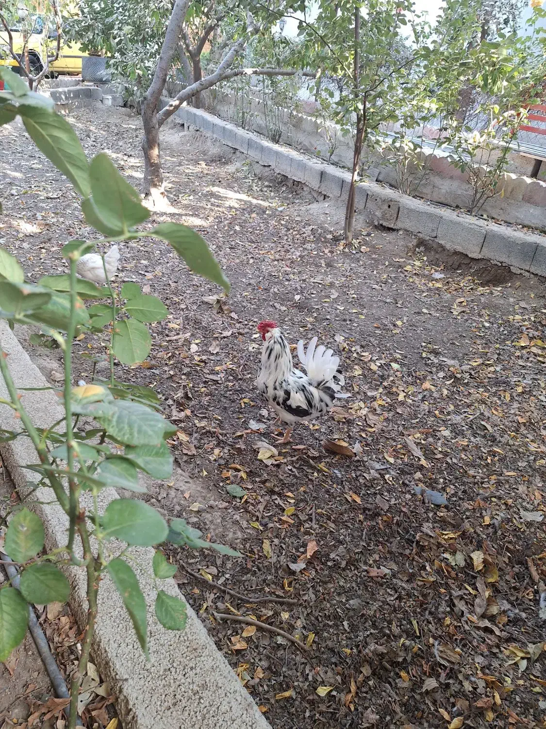 مرغ و خروس گلین کاکل ریش چهل تاج اصیل|حیوانات مزرعه|شهریار, رضی آباد بالا|دیوار