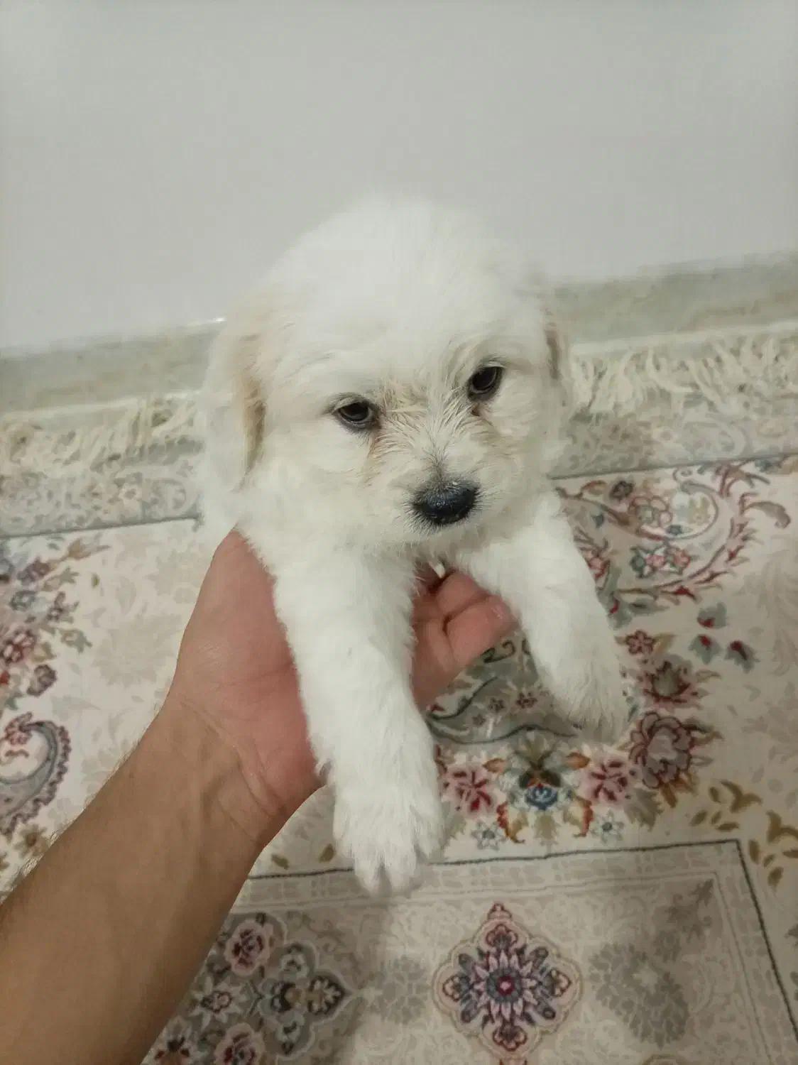 واگذاری سگ|سگ|مبارکه, |دیوار