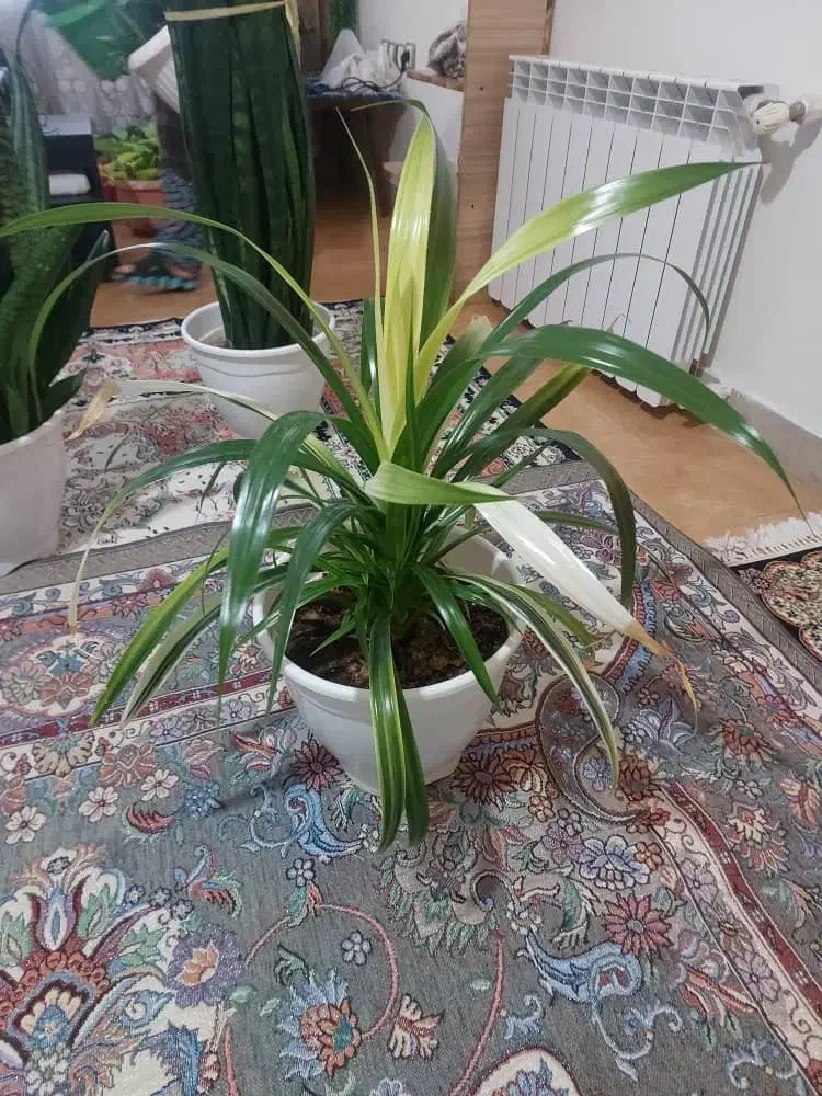 گل طبیعی|گل و گیاه طبیعی|کرج, دولت‌آباد|دیوار