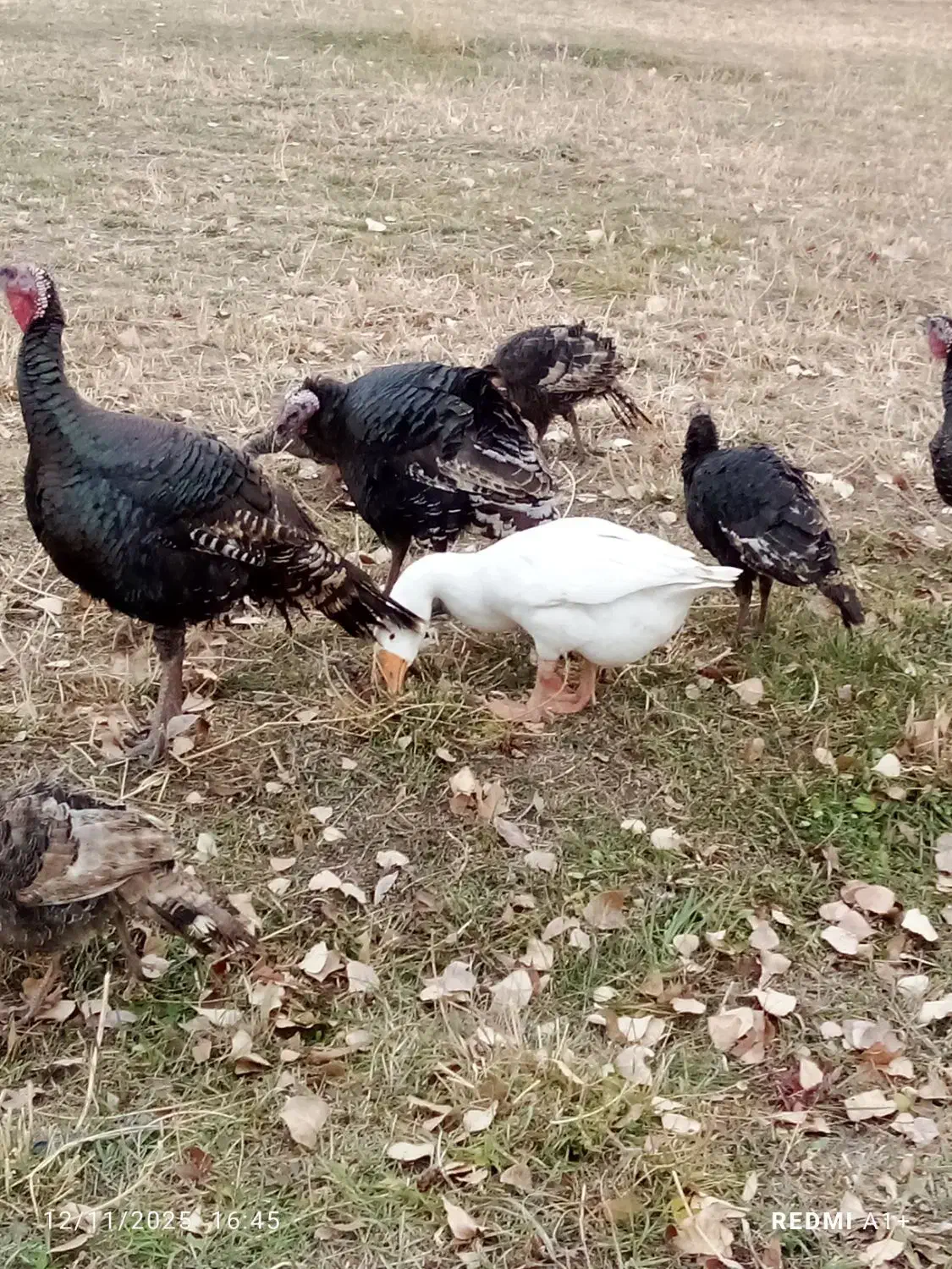 بوگلمو|حیوانات مزرعه|ماکو, |دیوار