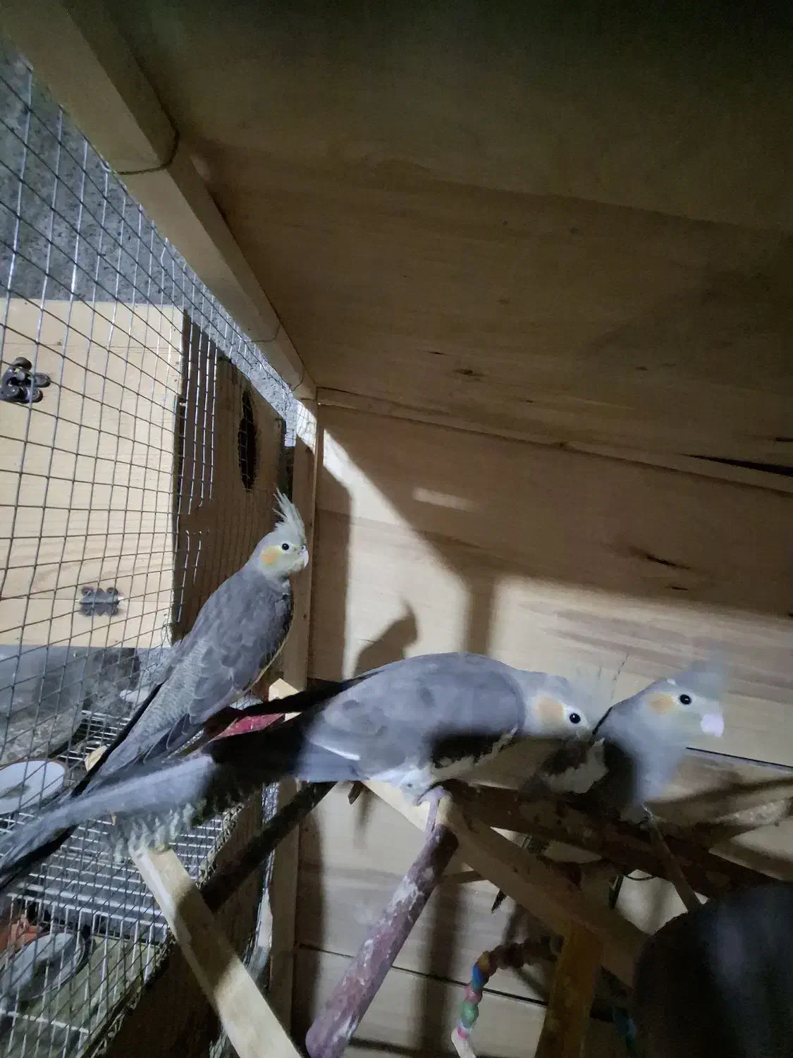 یک جفت عروس هلندی لوتینو|پرنده|برازجان, |دیوار