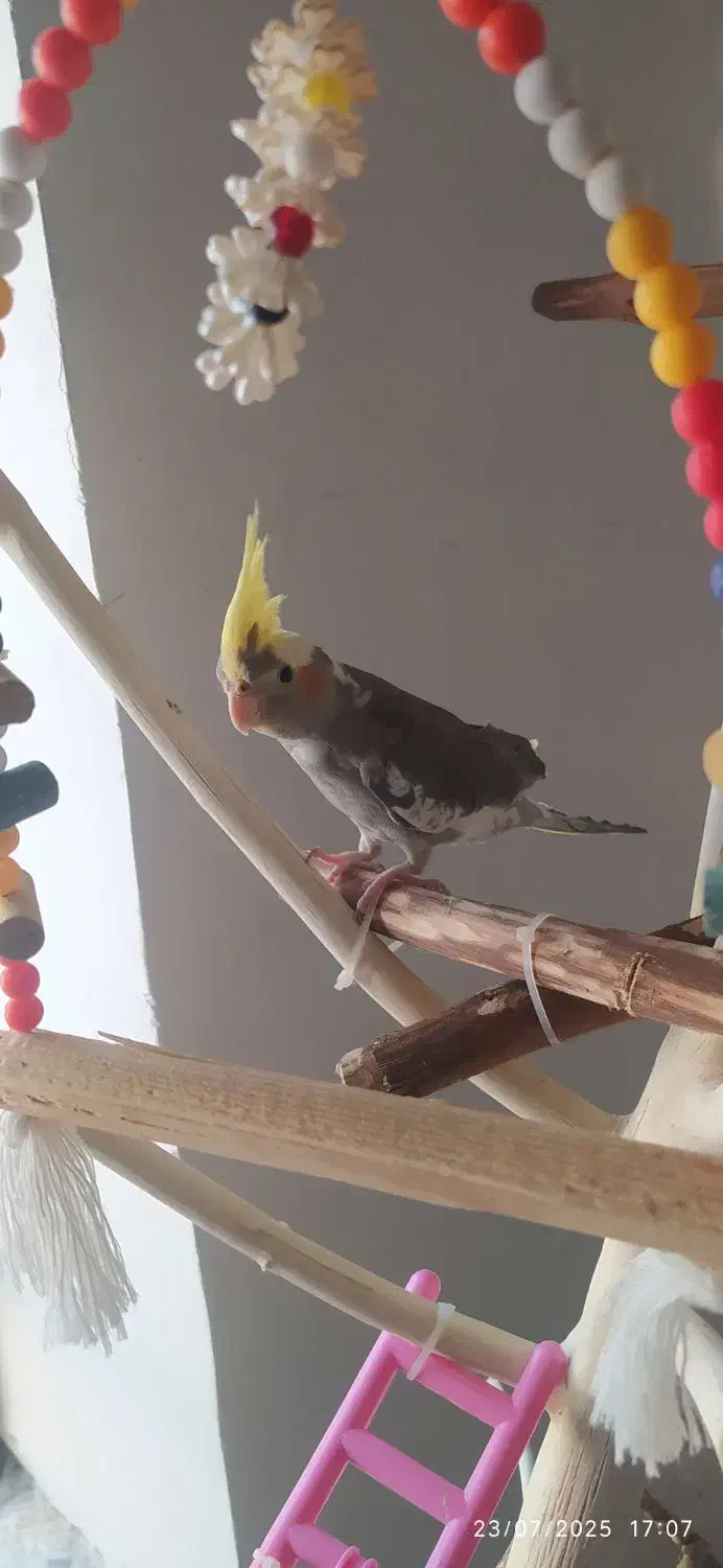 عروس هلندی نر|پرنده|تکاب, |دیوار