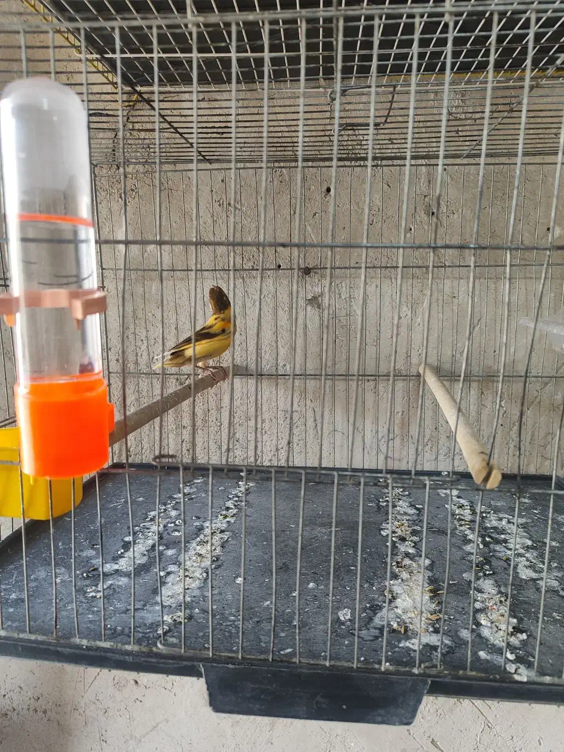 قناری ابلغ|پرنده|خورموج, |دیوار