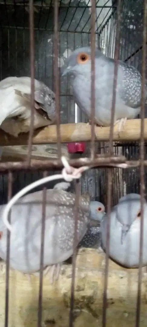 کبوتر تزینی|پرنده|کازرون, |دیوار