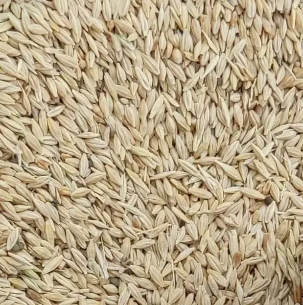 جو دیم بوجاری نشده|خوردنی و آشامیدنی|کبودرآهنگ, |دیوار