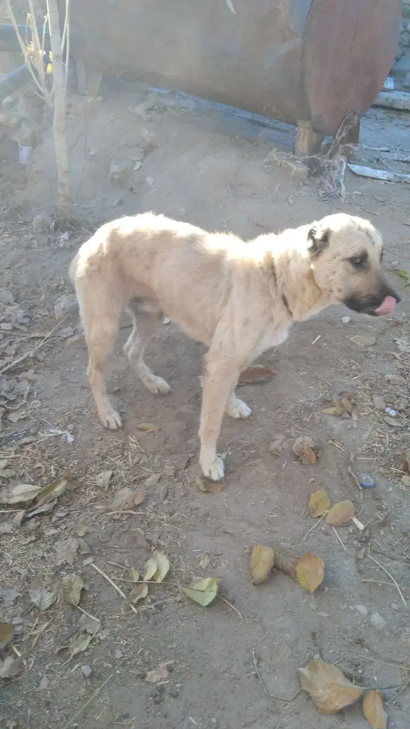 توله سرابی|سگ|قره قوین, |دیوار