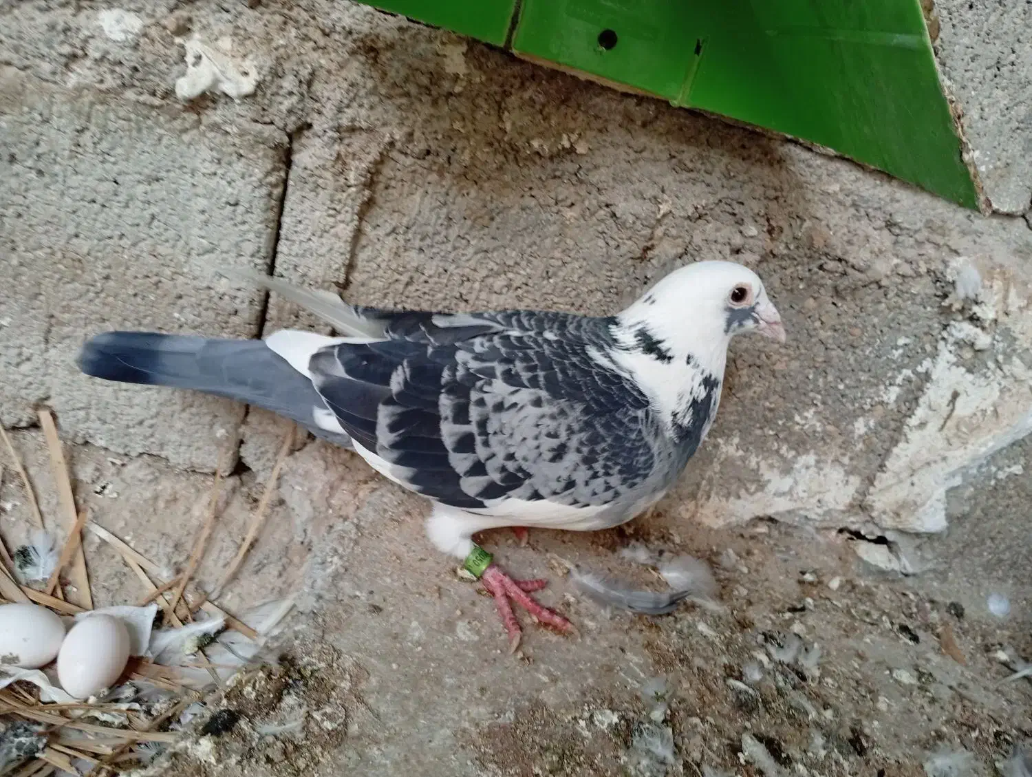 جفت کبوتر پلاکی.|پرنده|خورموج, |دیوار