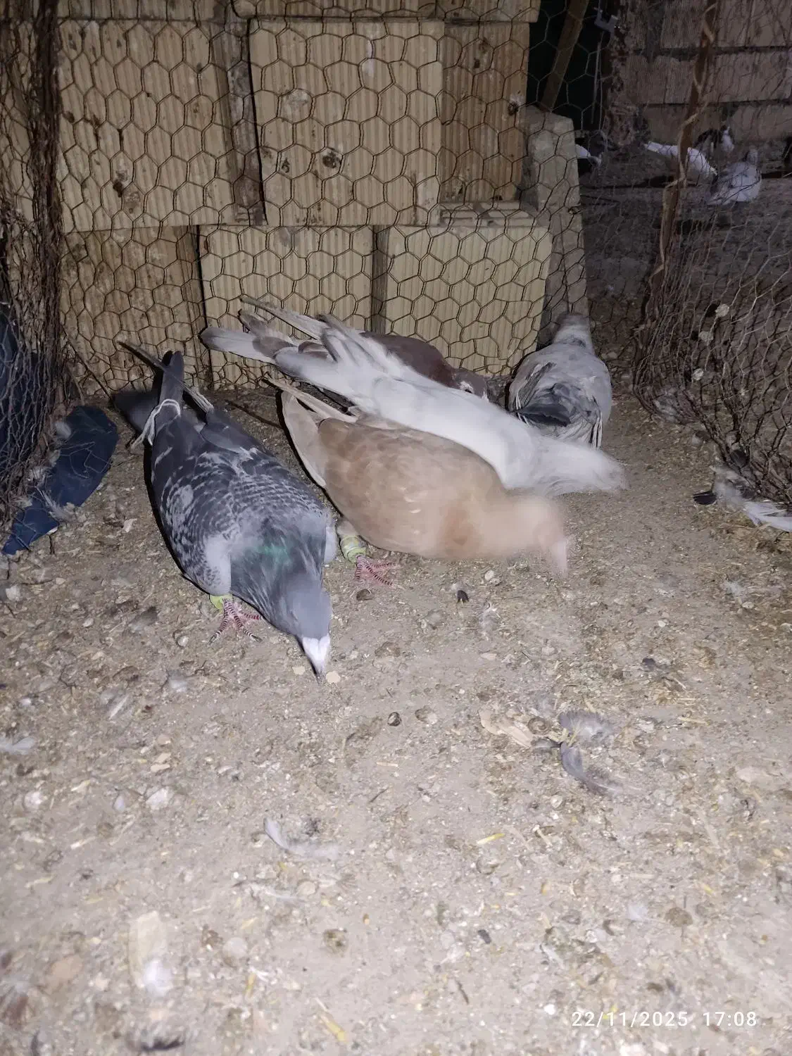 کبوتر پرشی|پرنده|اسفراین, |دیوار