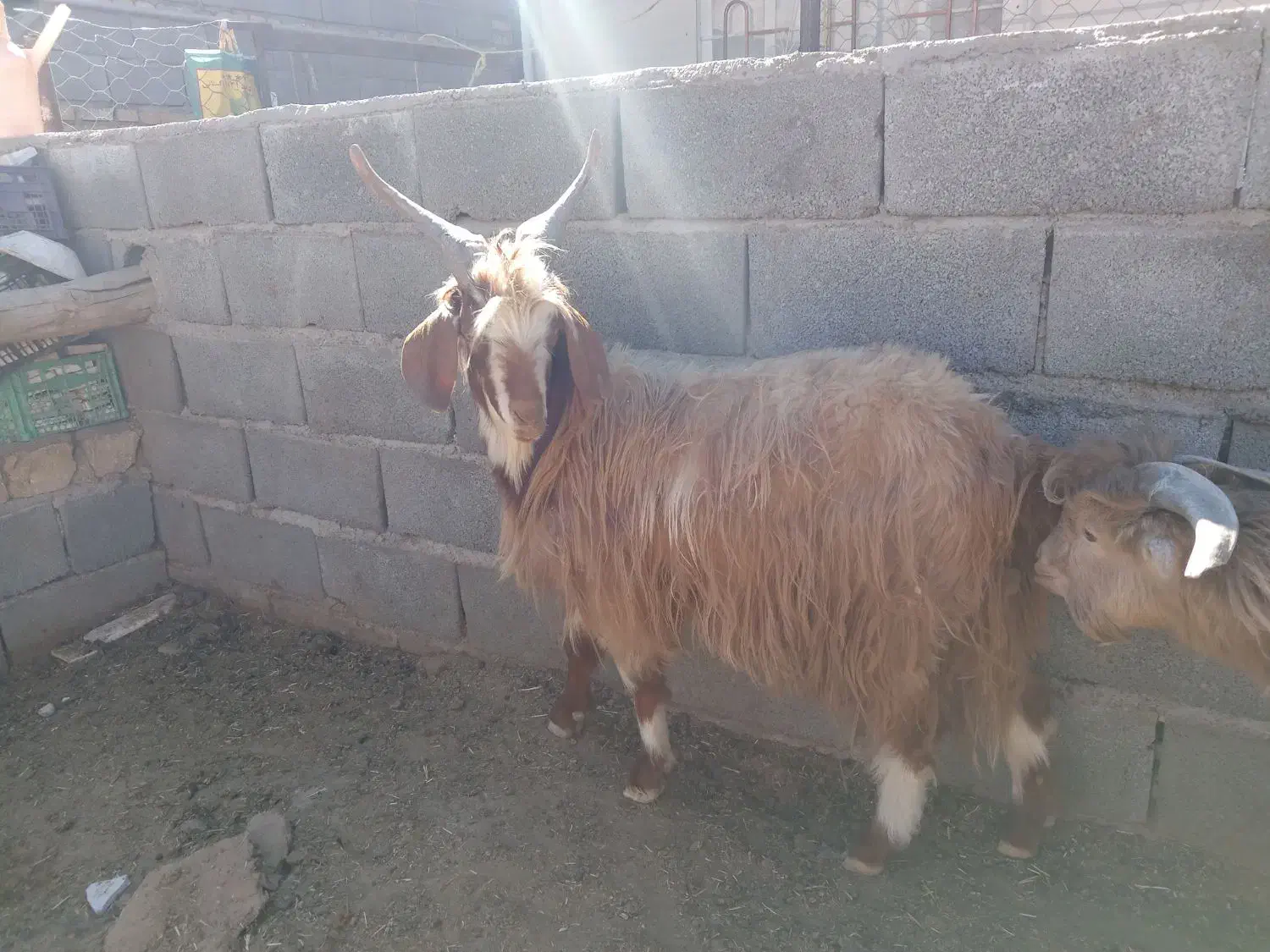 بز بره میش بره ماده|حیوانات مزرعه|مشهد, کارده|دیوار