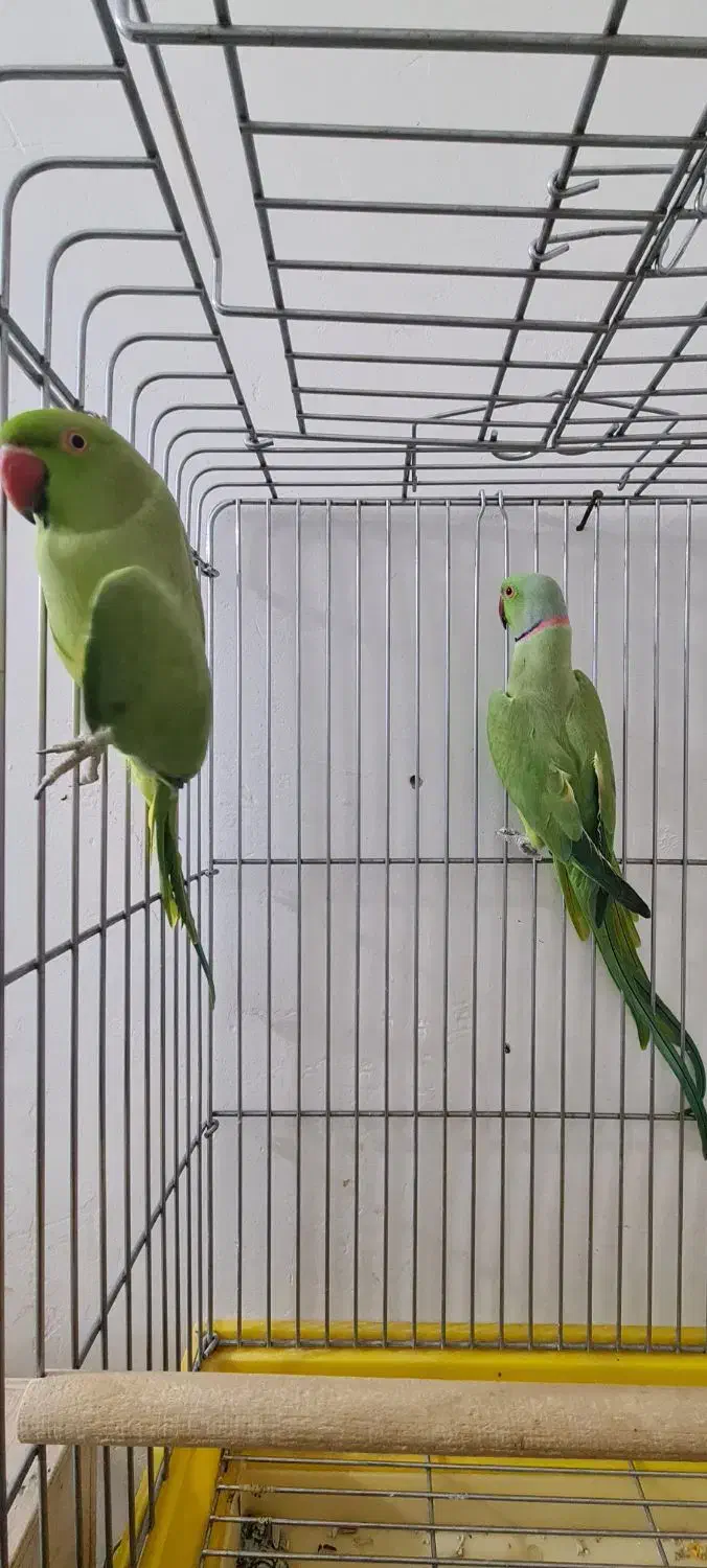 طوطی ملنگو مولد طوسی ، جوجه گرینچیک و عروس|پرنده|بیرجند, |دیوار