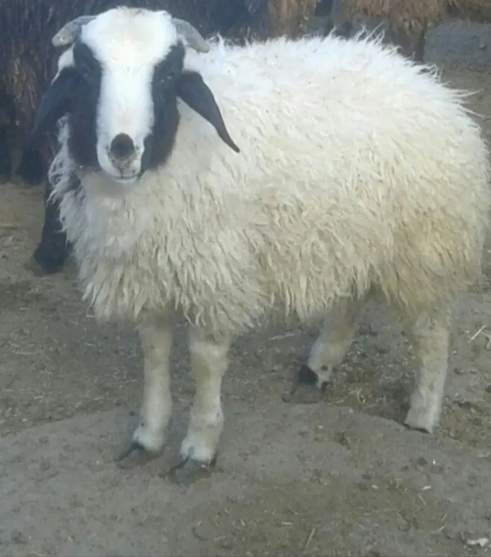 مرکز فروش بره نذری خانه اصفهان محمدی|حیوانات مزرعه|اصفهان, خانه اصفهان|دیوار