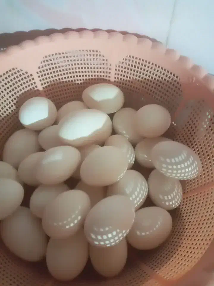 تخم مرغ نطفه دار|حیوانات مزرعه|برازجان, |دیوار